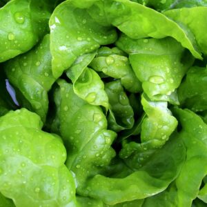 salad, leaf lettuce, lettuce, head of lettuce, fresh, waterdrop, vegetable garden, green, crisp, meal, yummy, vitamins, lettuce, lettuce, lettuce, lettuce, lettuce