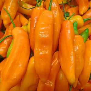 aji peruano