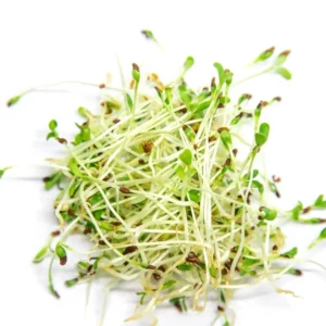alfalfa