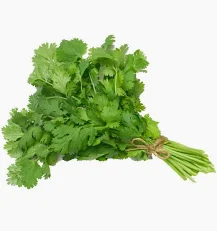 culantro cast