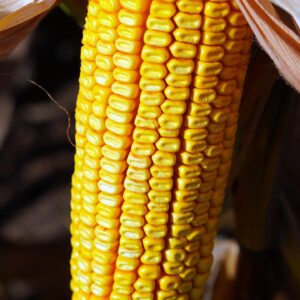 corn, corncob, food, corn kernels, cereal grain, maize, healthy, closeup, maize, maize, maize, maize, maize