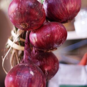 purple onion, copanatoyac, nature, tlapa de comonfort, gro