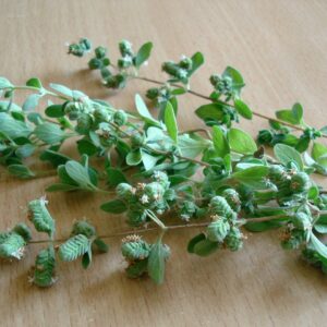 oregano, greens, oregano, oregano, oregano, oregano, oregano