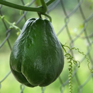 chayote, food, plant, chayote fruit, green, climbing plant, edible, vegetable, healthy, nature