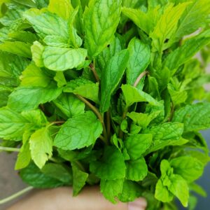 Close-up of a fresh bunch of mint leaves held in hand, showcasing vibrant greenery.