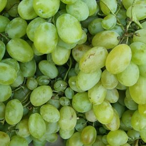 A close-up view of fresh green grapes, perfect for healthy eating and refreshment.