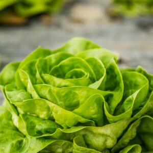 Vivid close-up of fresh green lettuce on a farm table in Novi Sad, Serbia.