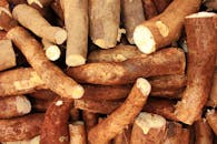 A close-up view of freshly harvested organic cassava roots, showcasing their textured skin.