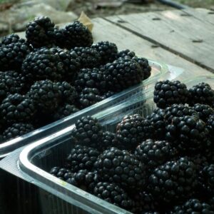 Close-up of ripe blackberries in clear plastic containers on a rustic surface.