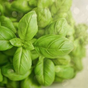 Close-up of vibrant green basil leaves with a soft bokeh effect, showcasing freshness and natural beauty.