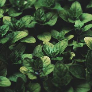 Vibrant green basil leaves captured in a close-up, showcasing their lush freshness and organic beauty.