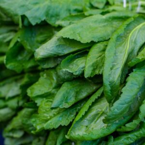 Close-up of fresh spinach leaves with water droplets, ideal for healthy eating concepts.