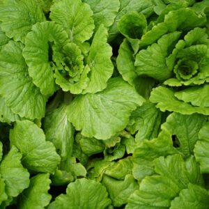Top view of vibrant green Chinese cabbage leaves, showcasing fresh produce.