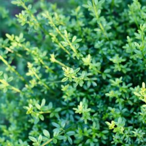 A close-up of vibrant green foliage with lush leaves in a garden setting, symbolizing growth and nature.