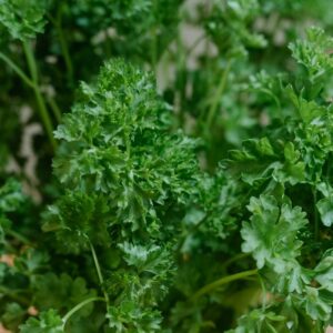 Detailed view of vibrant green parsley leaves, perfect for culinary use.