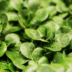 Beautiful close-up of fresh green leaves covered with dew drops, highlighting nature's purity.